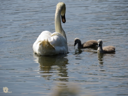 Swan - swan, mother, born 01-06-2016, leeuwarden holland, littele swans