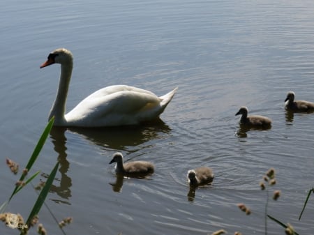 mother swan - leeuwarden, born, swan, holland