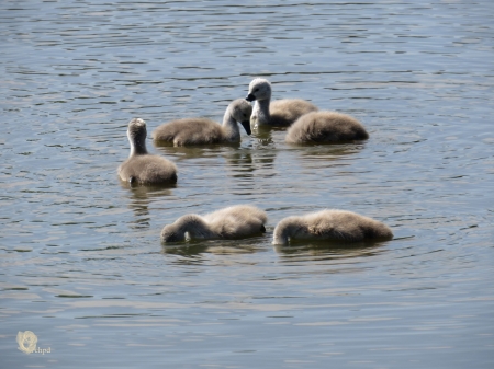 Swan - holland, baby swans 1 week born on 01-06-2016, leeuwarden, swan