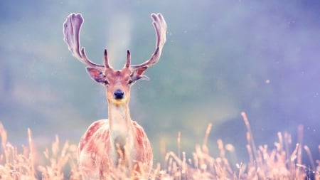 Deer - nature, photography, animal, deer, horns