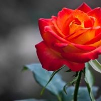 ORANGE ROSE