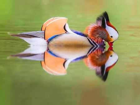 Like glass - duck, water, reflection, swim