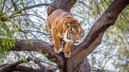 Tiger - cats, animals, tiger, trees, nature