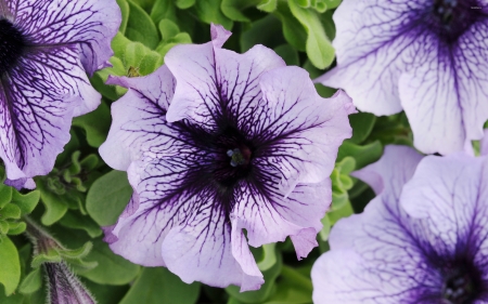 petunia - petunia, petal, leaf, flower