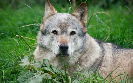 wolf in the grass - wolf, canine, grass, dog