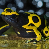 yellow banded poison dart frog