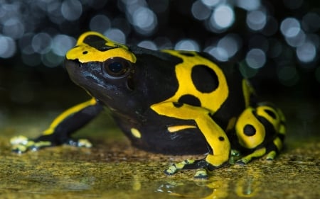 yellow banded poison dart frog - dart, poison, yellow, frog