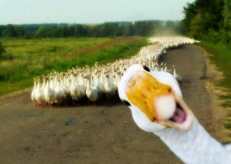 Hiiiiiiiiiiiiiiiiiii :) - Cute, Funny Goose, Animals, Animal