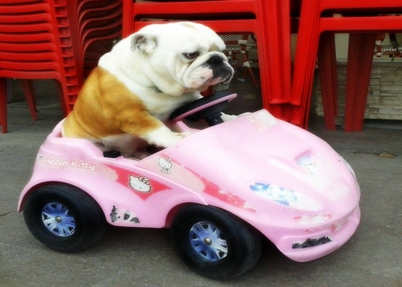 Vroom , vroom - animal, funny, cute, driver, dog