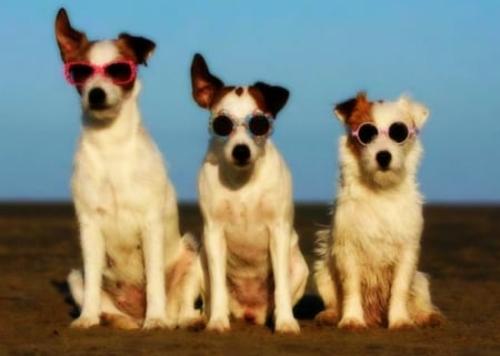 The Summer GANG ! - Animals, The Summer GANG, Funny, Dogs, fashion