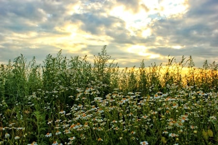 Camomiles - Field, Camomiles, Nature, Flowers