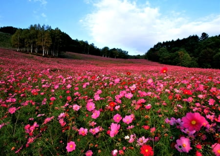 Crimson Flower Field - nature, field, flowers, crimson