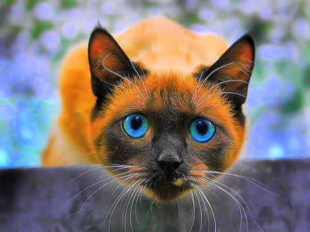 Siamese Cat