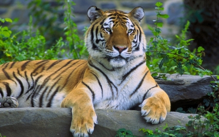 Tiger - animal, tiger, wild, cat