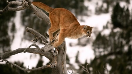 Puma - puma, wild, animal, branch