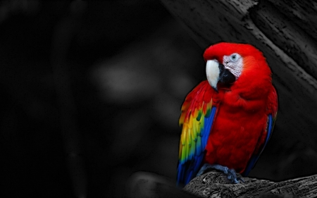 Parrot - animal, bird, red, parrot