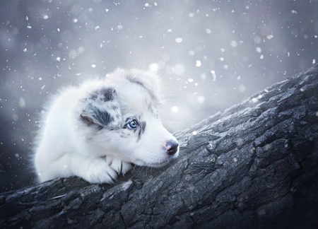 Puppy - animal, winter, cute, caine, beauty, puppy, eyes, wood, blue, white, border collie, australian shepherd, snow, dog