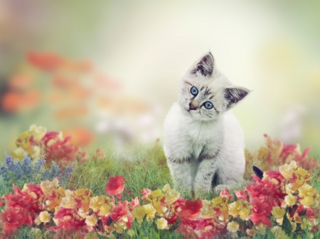 Spring Kitten - cat, animal, flowers, grass, spring, kitten