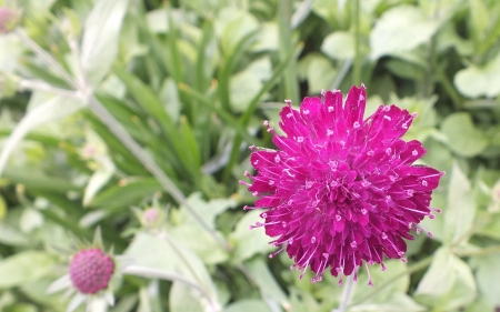 Purple wild flower - nature, forest, flower, wild