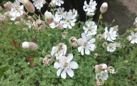 White Flowers - flower, forest, nature, wild