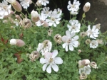 White Flowers