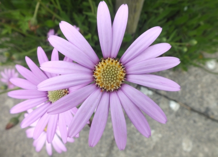 Special Daisy - nature, daisy, flower, wild, natural