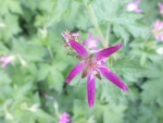 Purple spiky flower