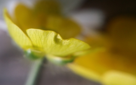 Buttercup petal - buttercup, nature, wild, garden, flower