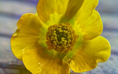 Buttercup - england, buttercup, nature, forest, flower