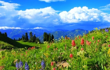 Mountain wildflowers - wildflowers, beautiful, view, landscape, grass, mountain, sky