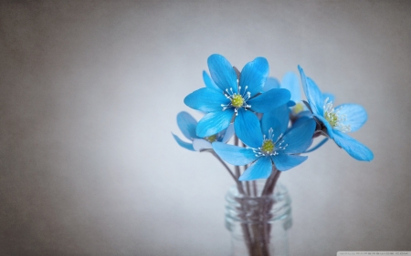 We are very small but beautiful - blue flowers, flowers, blue, vase