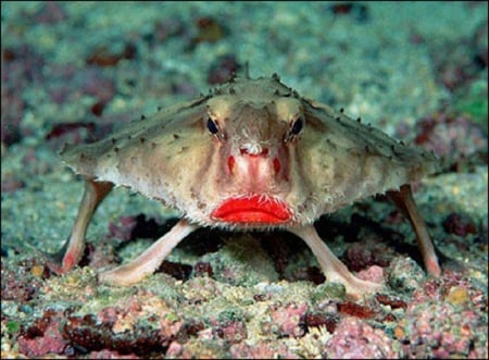 Hot Lips! - galapagos, green, sea bottom, flat fish, red lips