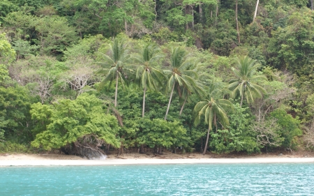 coconut beach - beach, tree, coconut, grass