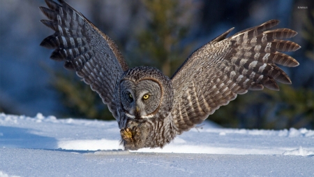 great gray owl - tree, owl, bird, snow