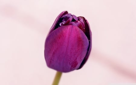 I'm a simple tulip and I come to impress you - flower, pink, tulip, purple