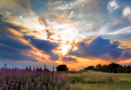 Evening Sky - nature, sky, field, sun