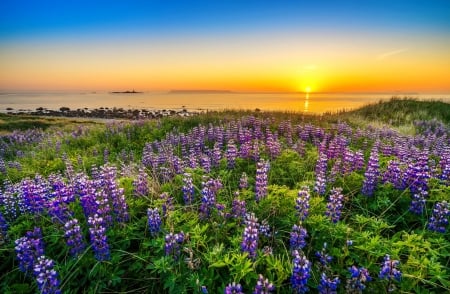 Field at sunrise - summer, amazing, beautiful, sea, sunrise, meadow, wildflowers, glow, sunset, rays, field, lake, sky