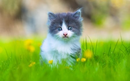 ღ❤ღ - cute, animal, kitten, cat