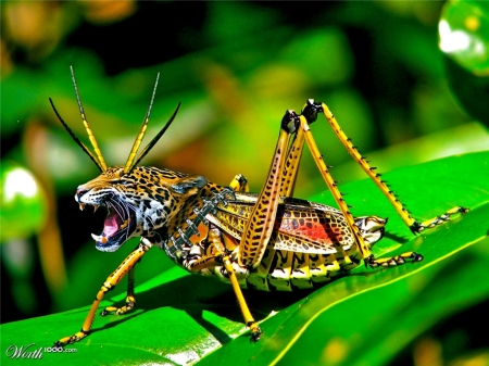 LeoHopper - worth1000, leopard, insect, green, grasshoper, funny, creative, fantasy