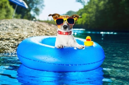 Have fun! - jack russell terrier, puppy, toy, water, sunglasses, funny, summer, funy, caine, white, yellow, blue, dog