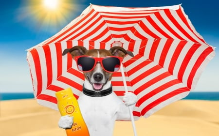 Have a sunny day! - summer, blue, beach, dog, creative, white, animal, funny, red, caine, jack russell terrier, sunglasses