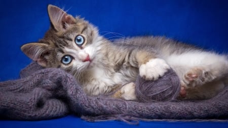 Kitten - cat, eyes, lovely, pisica, kitten, blue, animal, wool ball, cute