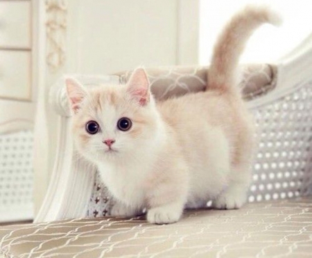 Lovely White Kitten - white, animal, kittem, cat