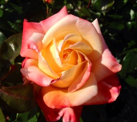 Hybrid Tea Rose - flowers, nature, macro, tea rose, petals, hybrid