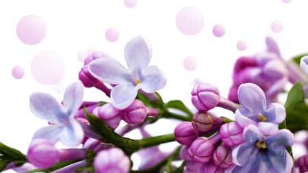 Sweetheart Bouquet - lilacs, bokeh, fragrant, flowers, spring, lavender