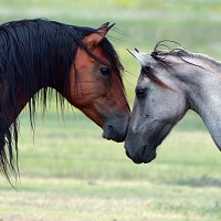 Stallion and Mare 