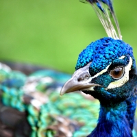 Proud Peacock