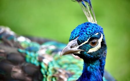 Proud Peacock - bird, avian, beautiful, photography, photo, wide screen, animal, peacock, wildlife