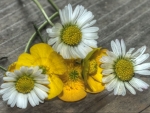 Buttercups and Daisies