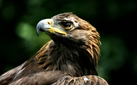 Golden Eagle - wildlife, wide screen, raptor, animal, bird, beautiful, photo, avian, golden eagle, eagle, photography